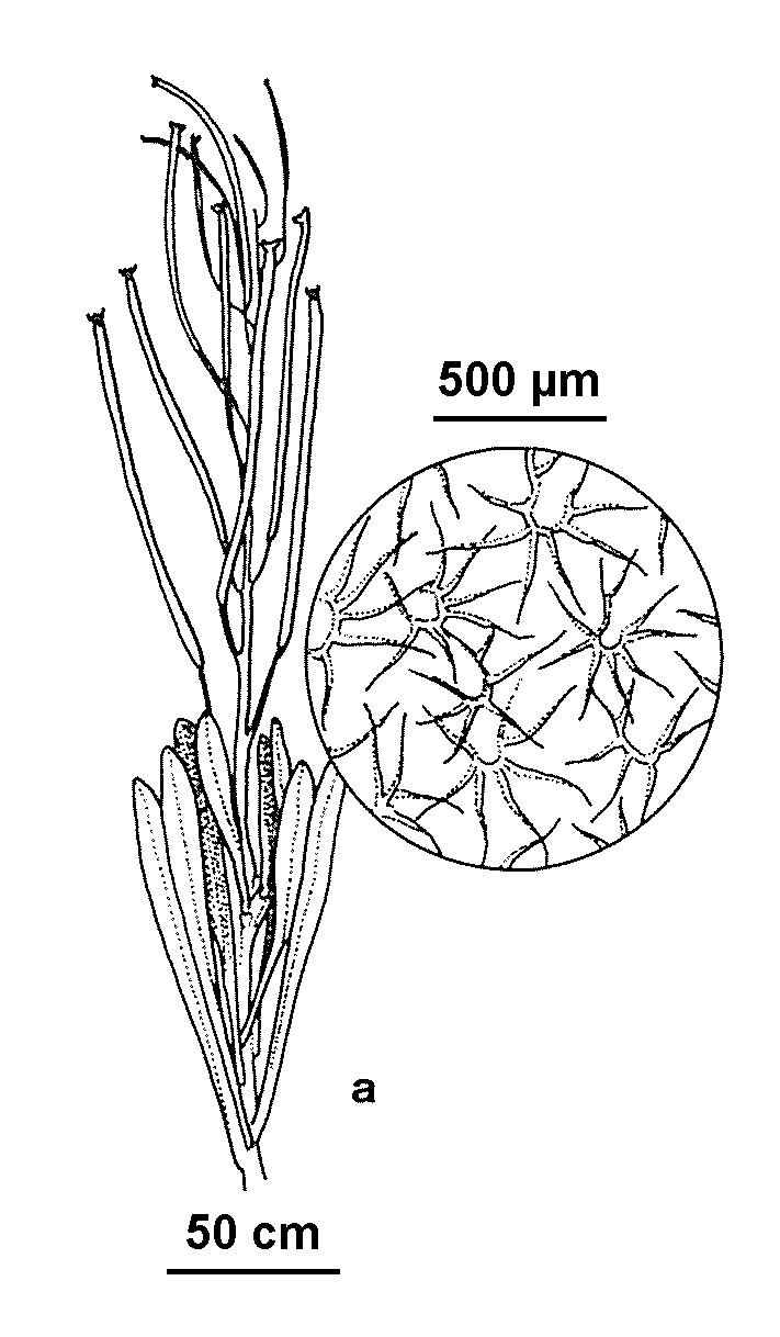 Matthiola incana (hero image)