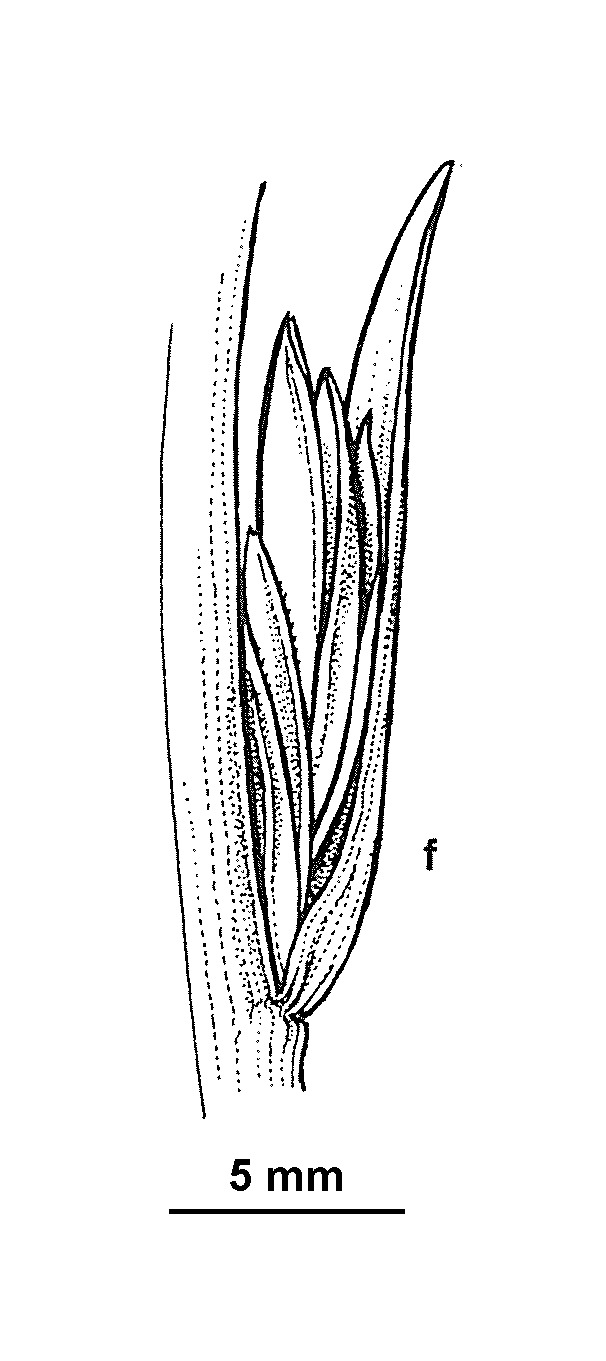 Lolium temulentum (hero image)