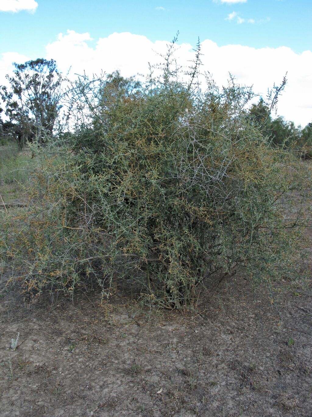 Chenopodium nitrariaceum (hero image)