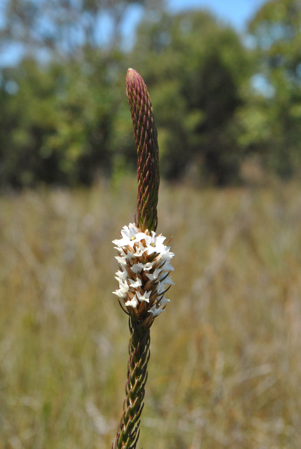 Epacris lanuginosa (hero image)