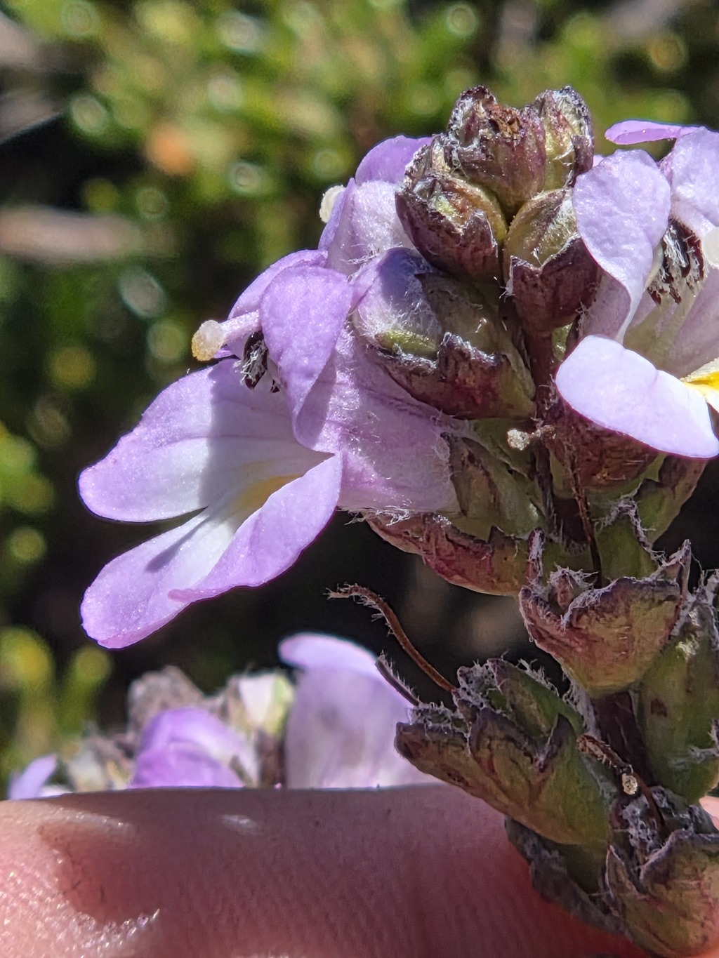 Euphrasia crassiuscula subsp. glandulifera (hero image)