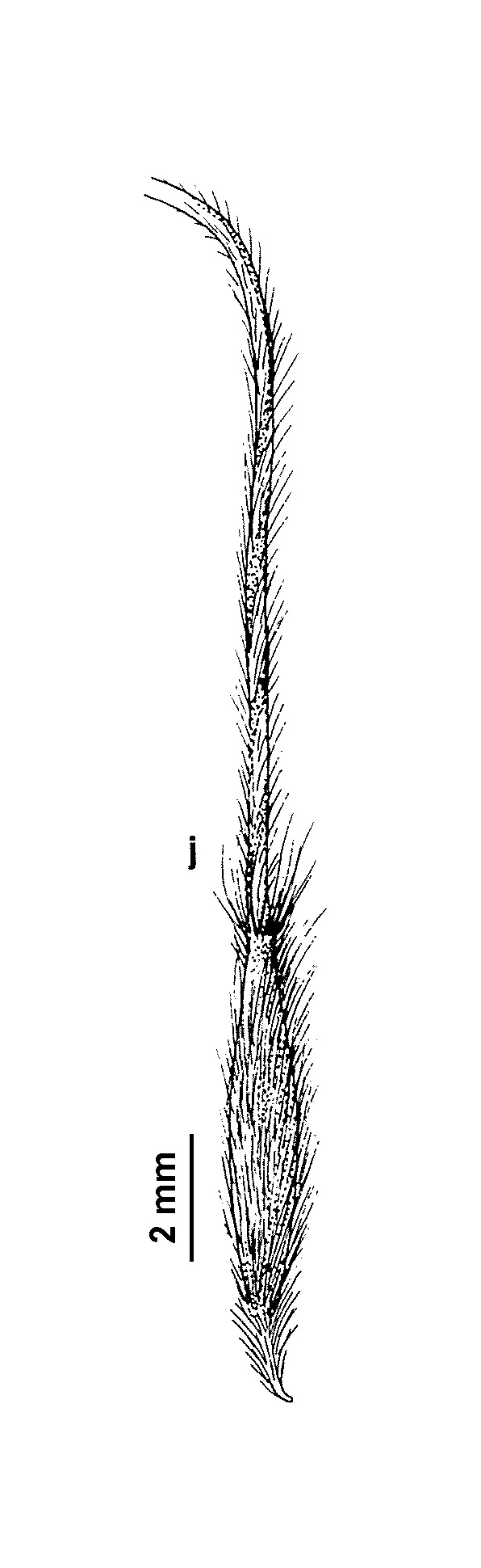 Austrostipa stuposa (hero image)