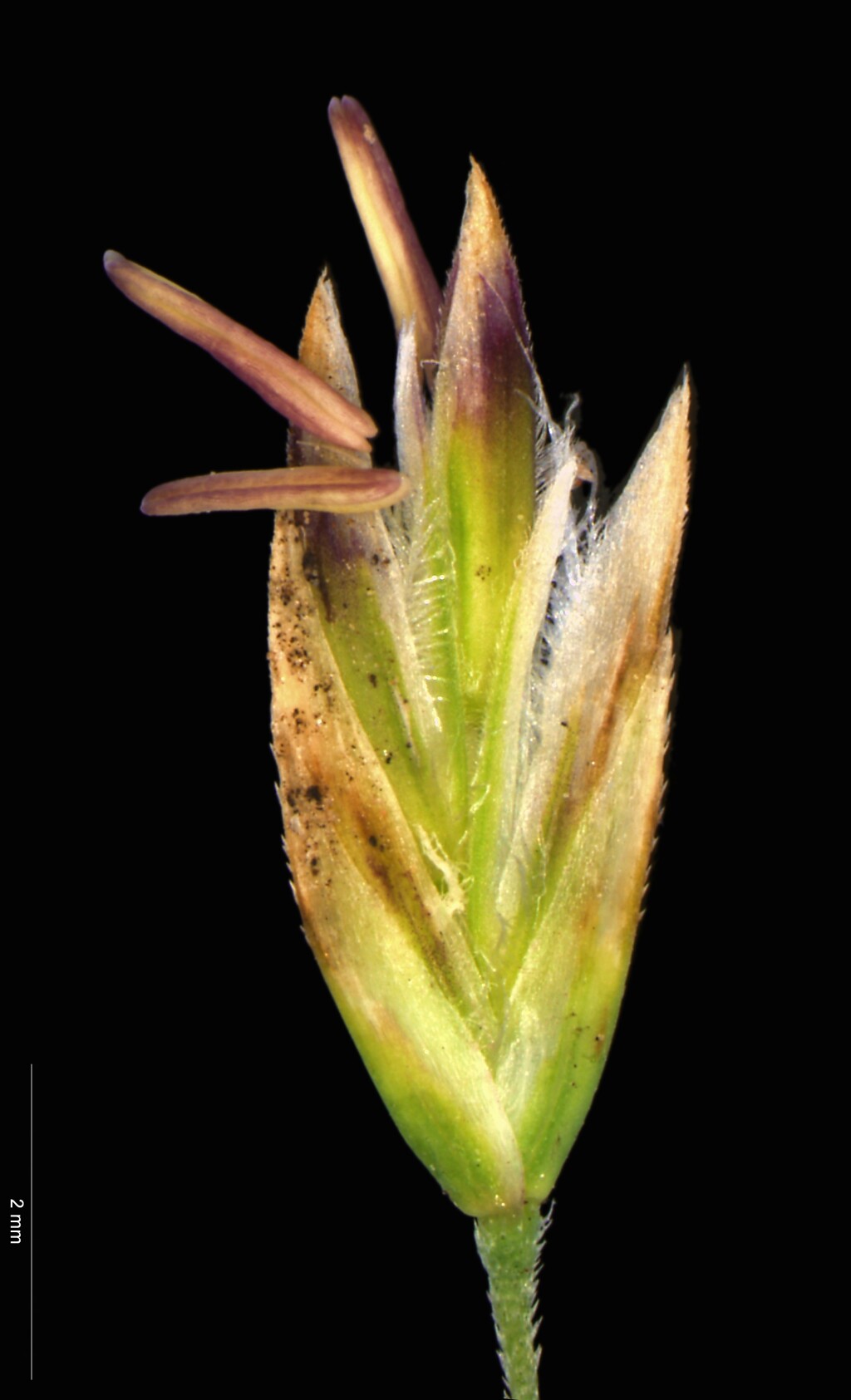 Poa poiformis (hero image)