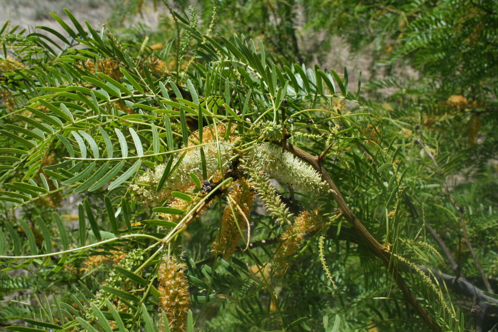 Prosopis glandulosa (hero image)