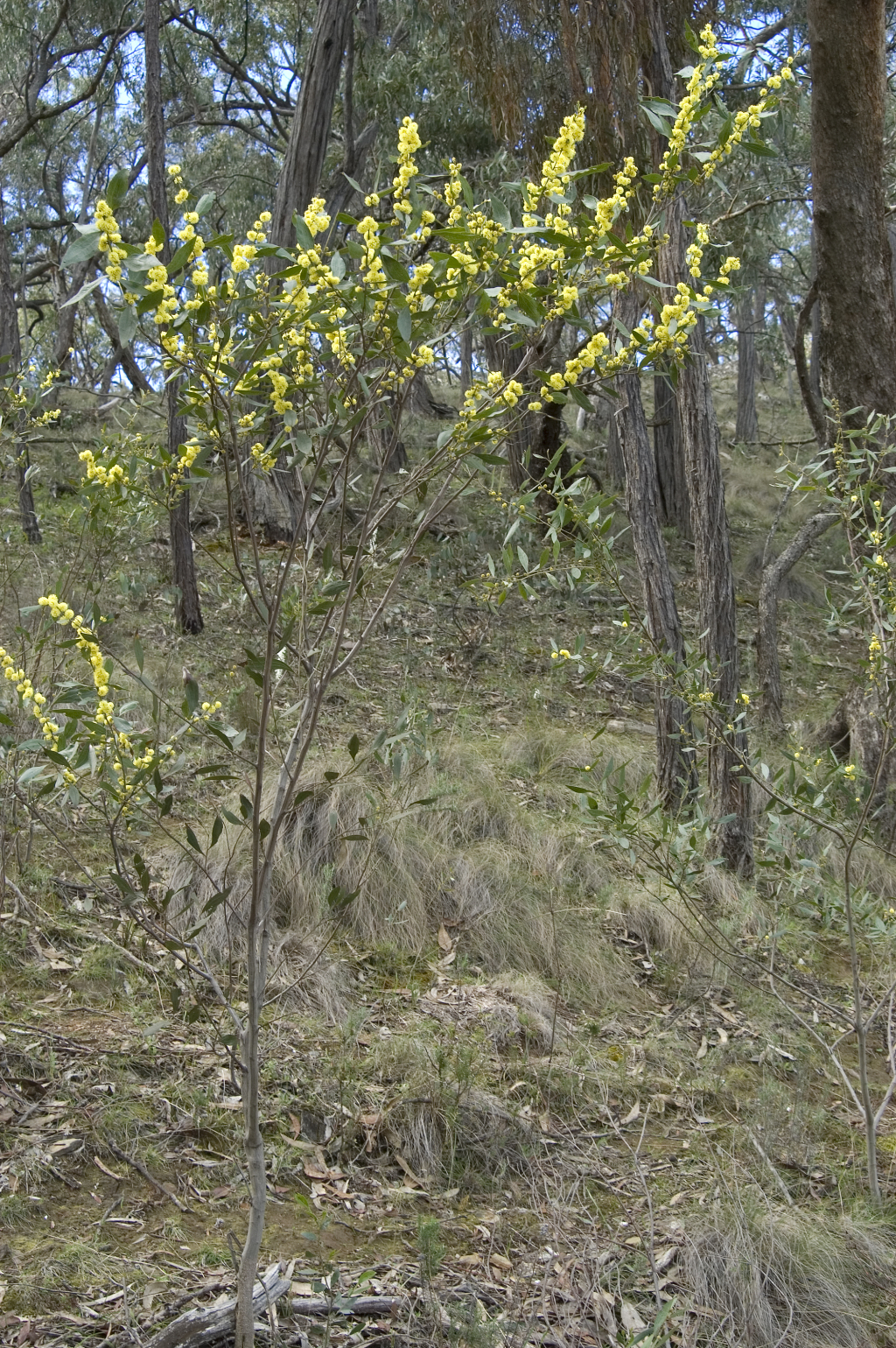 Acacia leprosa var. crassipoda (hero image)