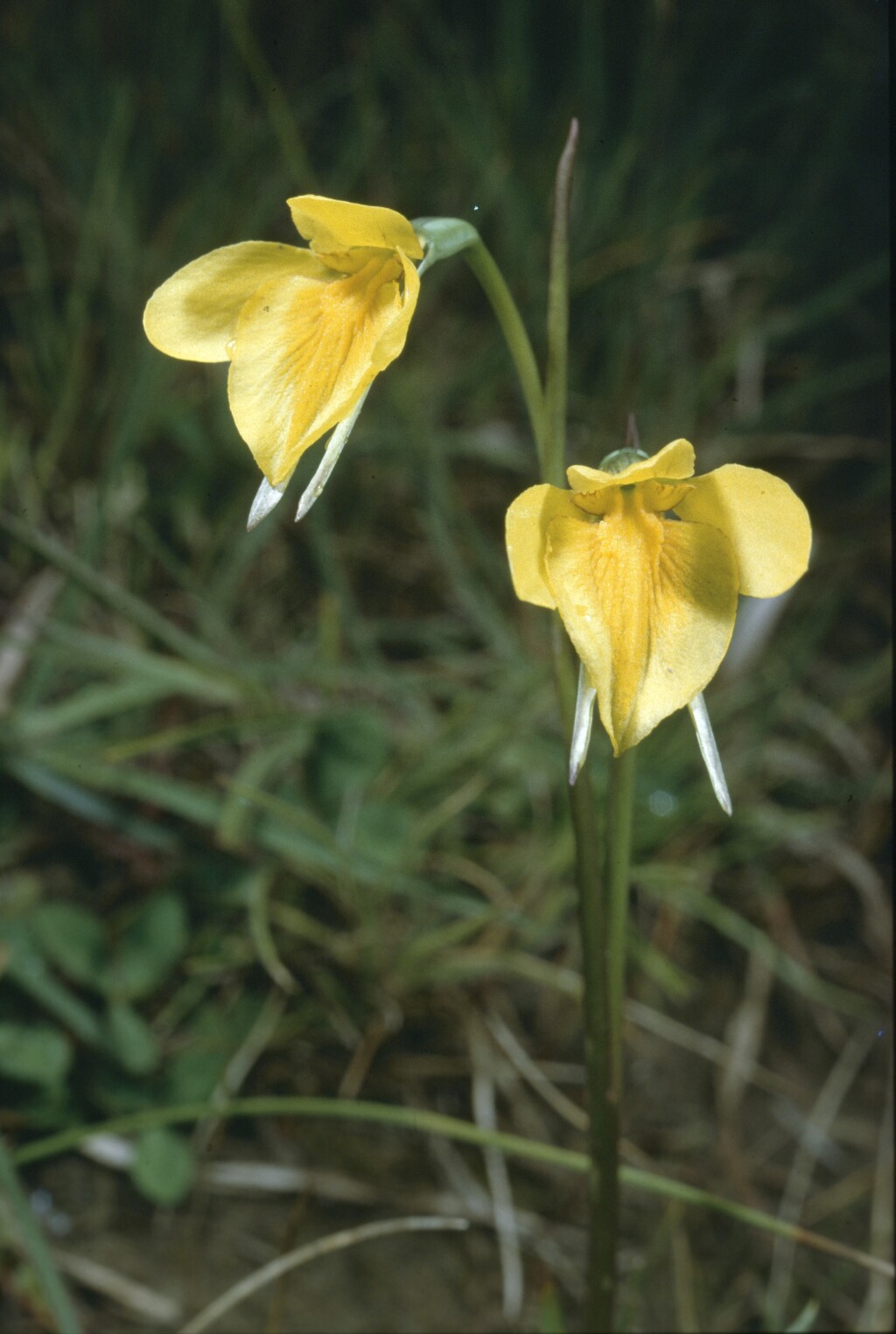 Diuris basaltica (hero image)