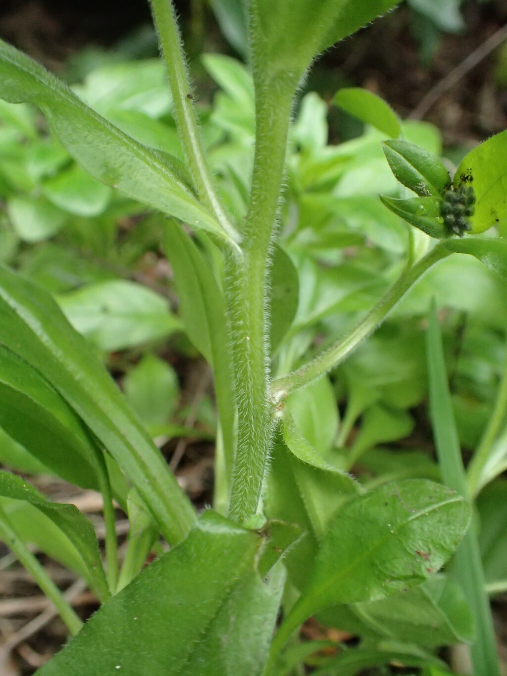 Myosotis sylvatica (hero image)