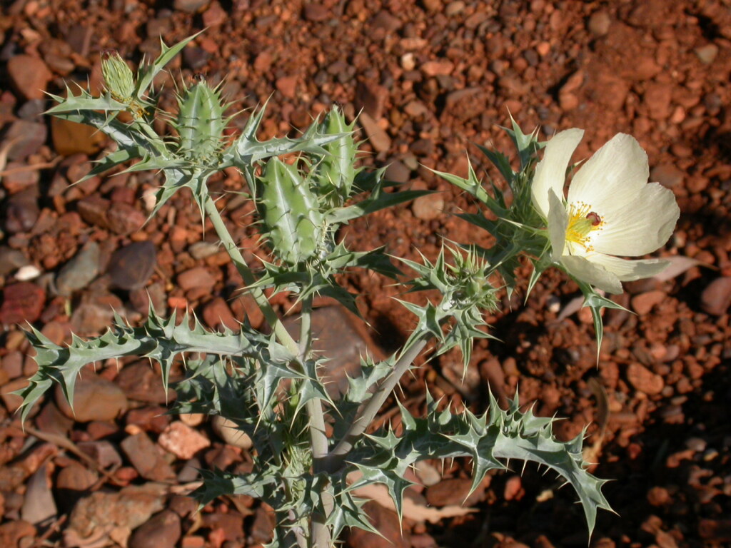 Argemone ochroleuca subsp. ochroleuca (hero image)