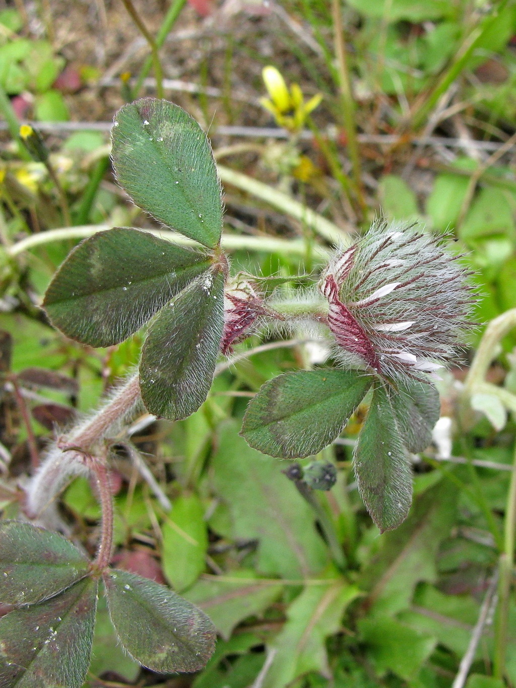 Trifolium hirtum (hero image)