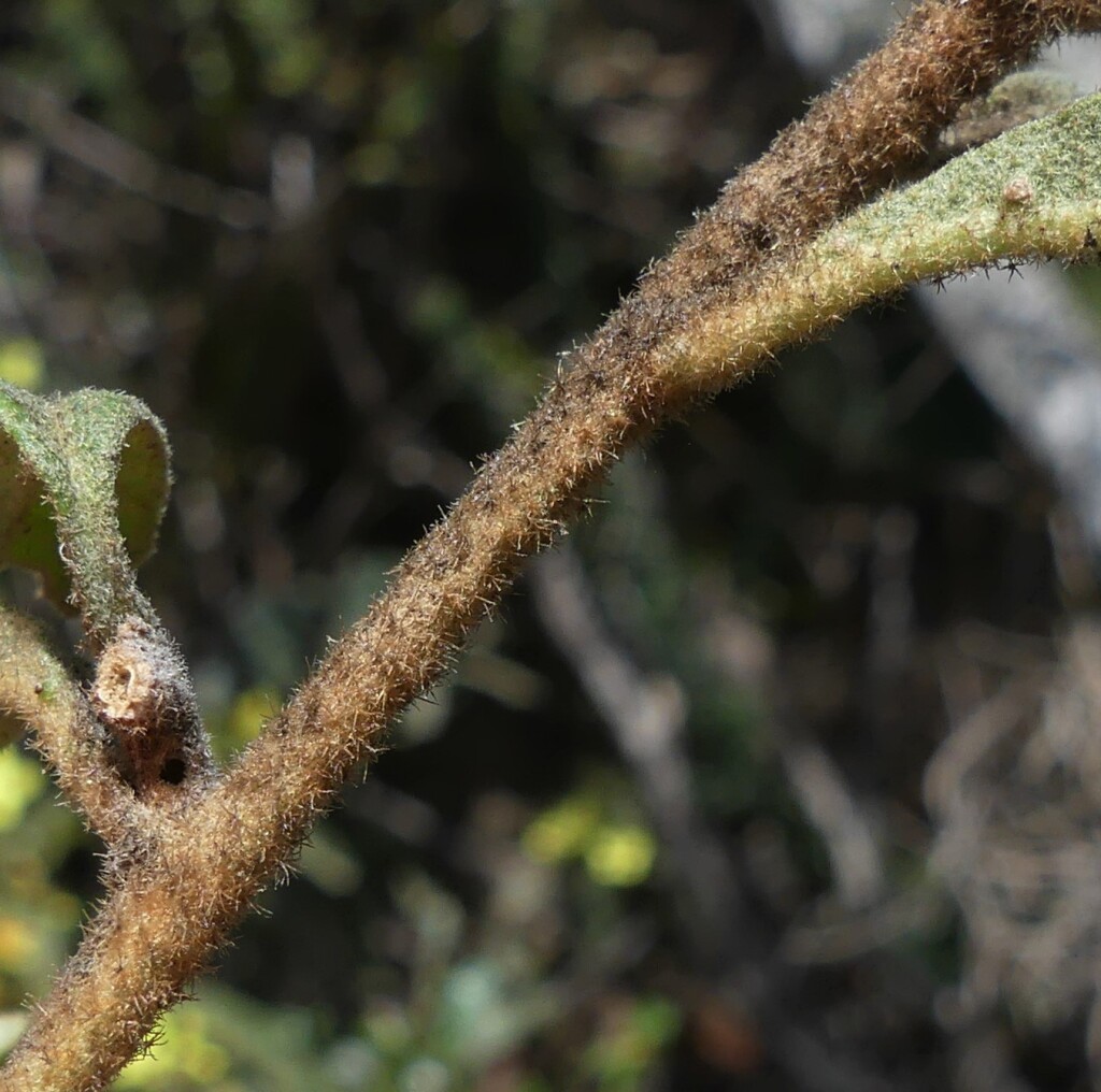 Asterolasia asteriscophora subsp. asteriscophora (hero image)
