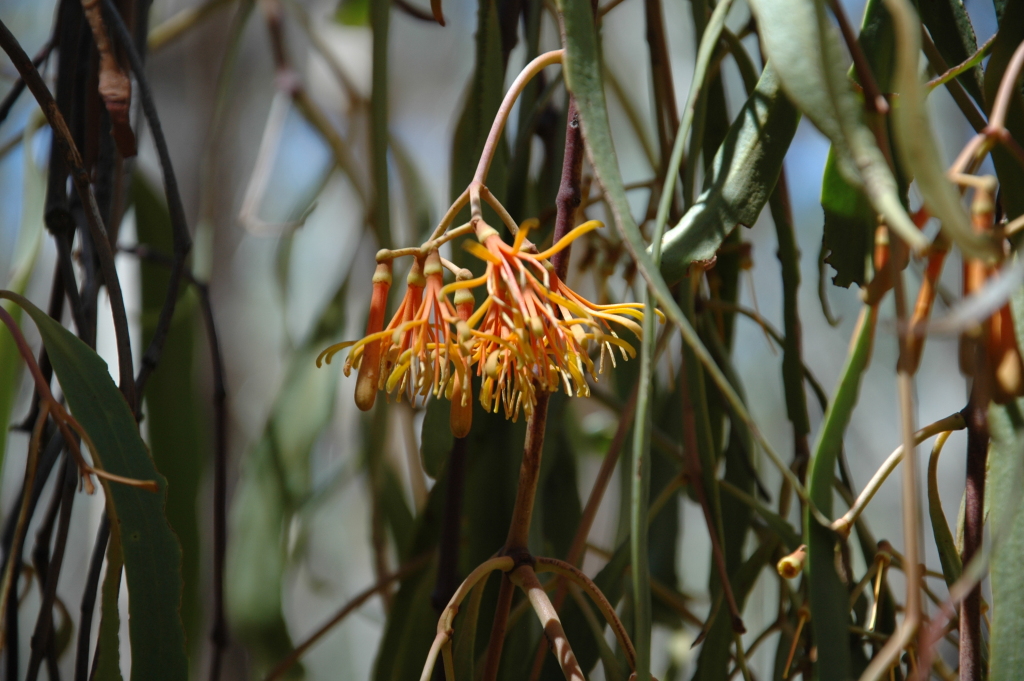 Amyema pendula subsp. longifolia (hero image)