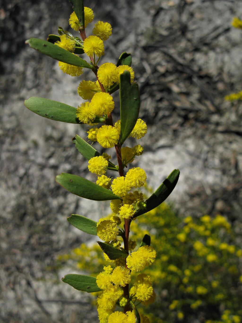 Acacia microcarpa (hero image)