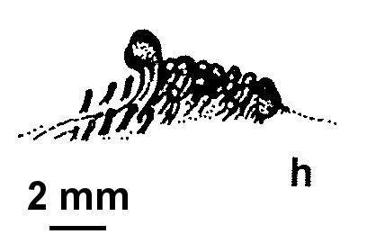 Chiloglottis ×pescottiana (hero image)