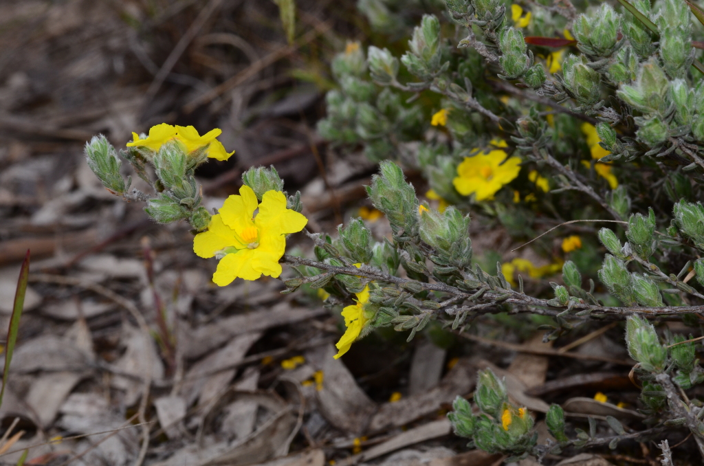 Hibbertia crinita (hero image)