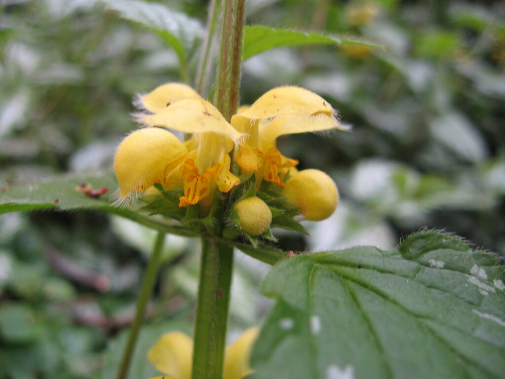 Lamium argentatum (hero image)