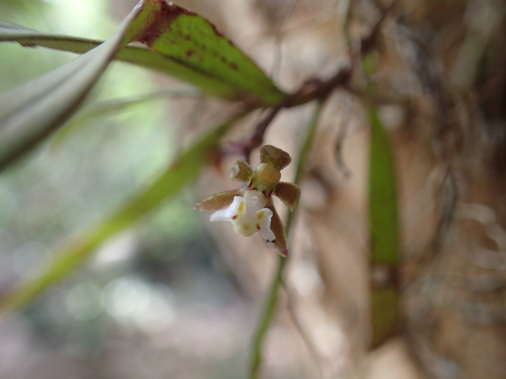 Plectorrhiza tridentata (hero image)