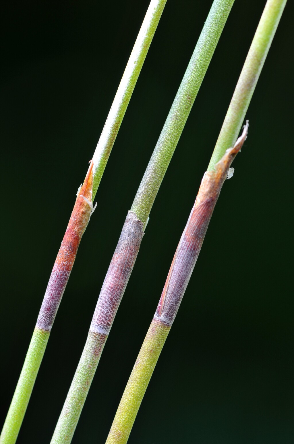 Leptocarpus (hero image)