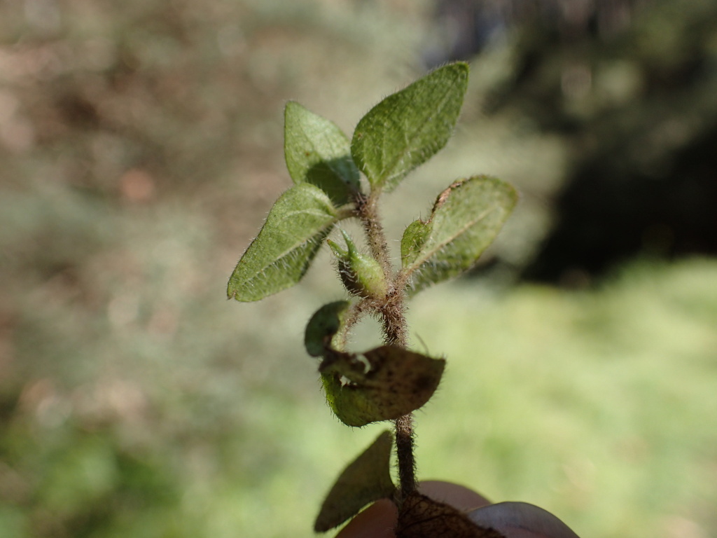 Leptostigma breviflorum (hero image)