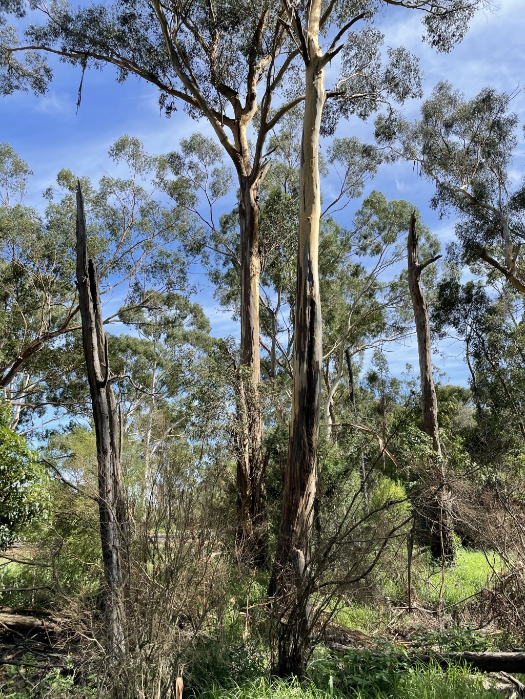 Eucalyptus strzeleckii (hero image)