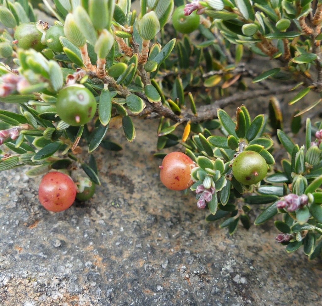 Acrothamnus montanus (hero image)