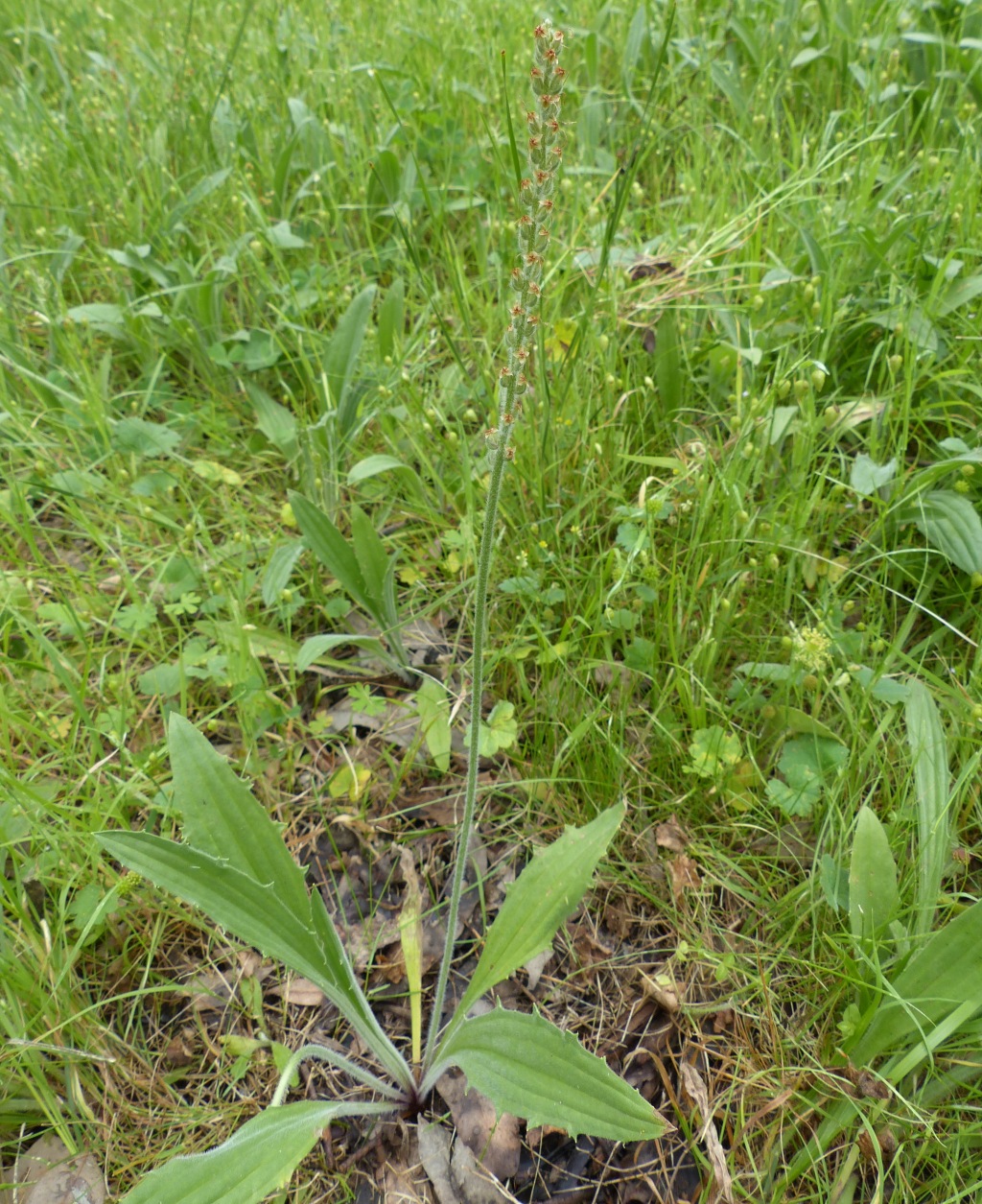 Plantago varia (hero image)