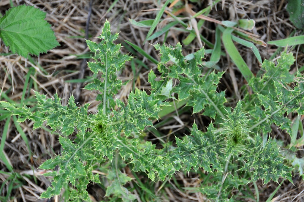 Cirsium arvense (hero image)