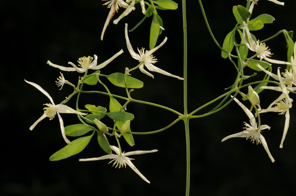 Clematis microphylla (hero image)