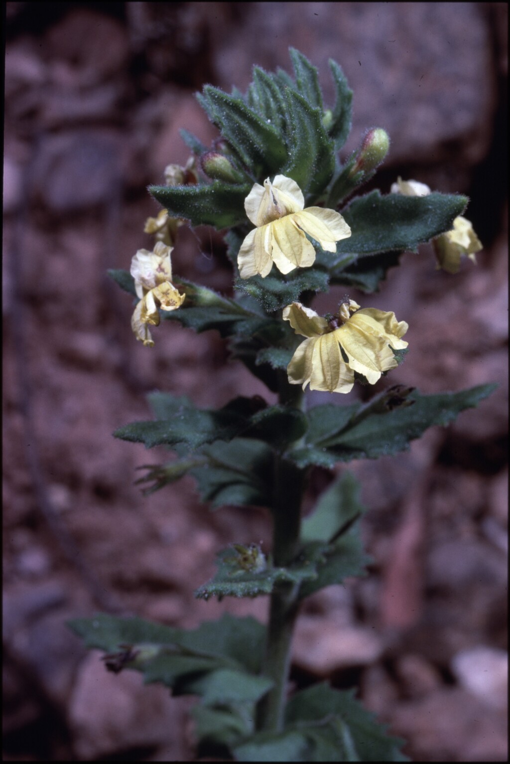 Goodenia heterophylla (hero image)