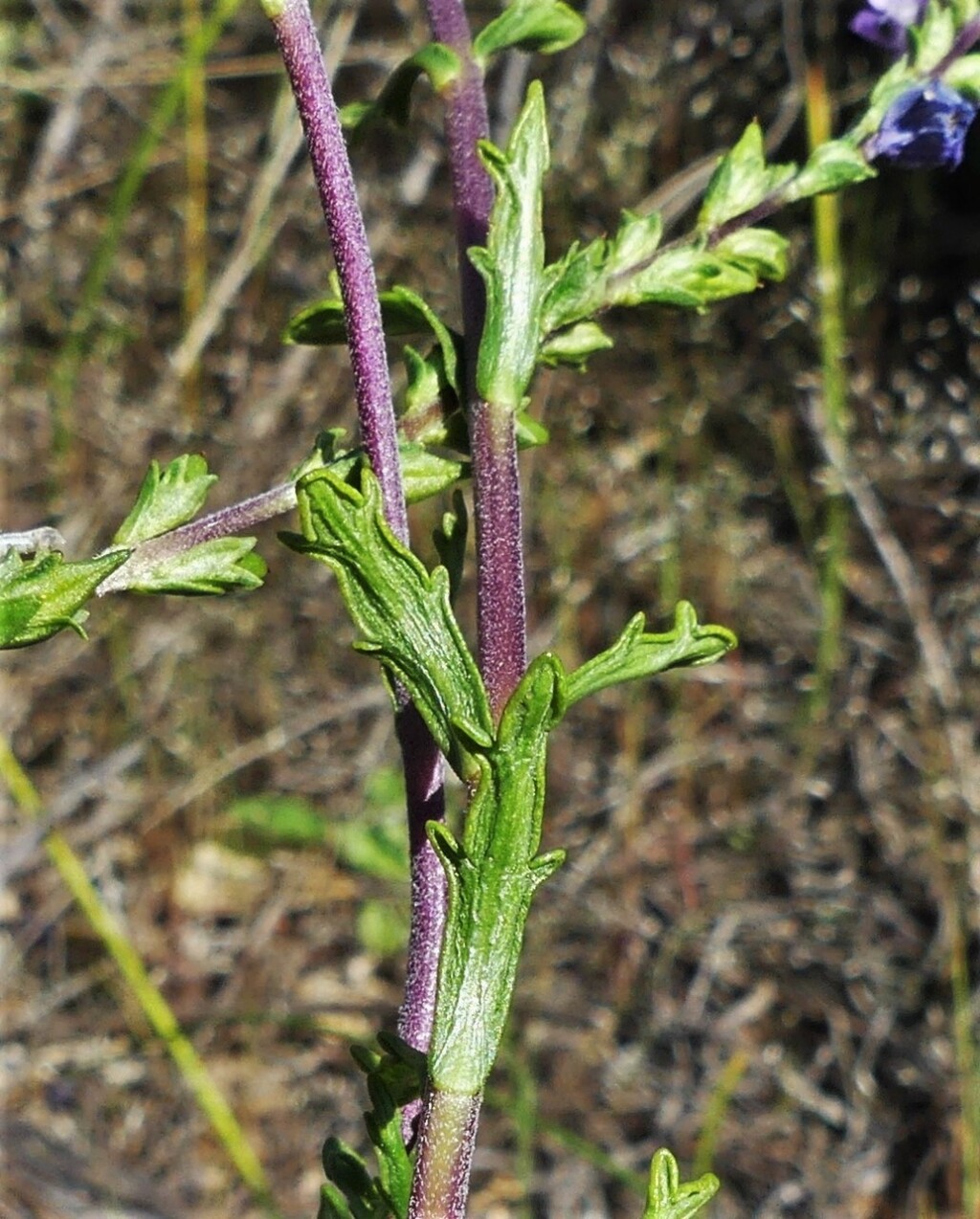 Euphrasia collina subsp. collina (hero image)