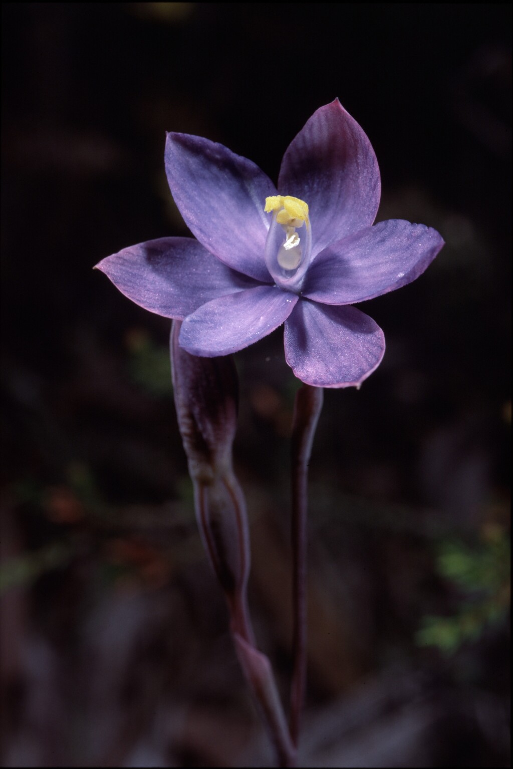 Thelymitra ×macmillanii (hero image)