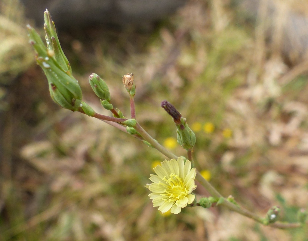 Lactuca serriola f. serriola (hero image)
