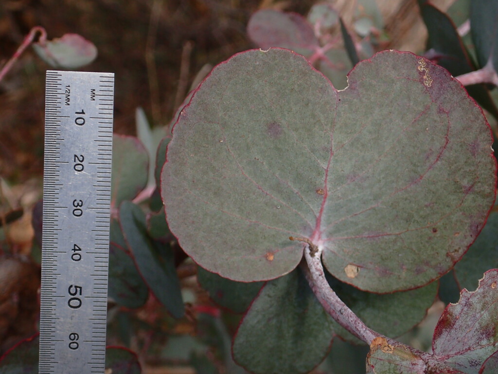 Eucalyptus goniocalyx (hero image)