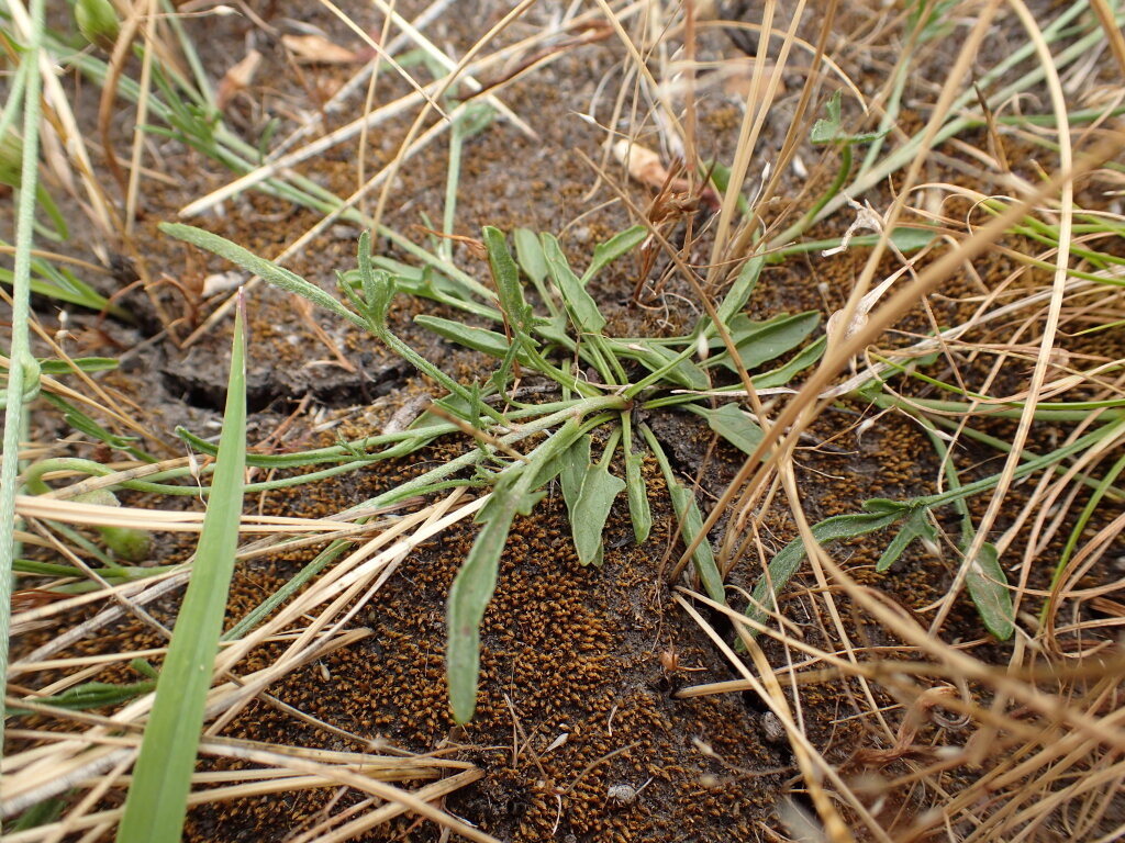 Convolvulus angustissimus subsp. omnigracilis (hero image)