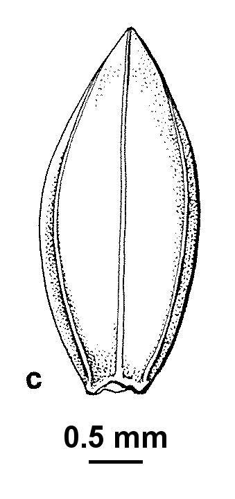 Paspalum vaginatum (hero image)