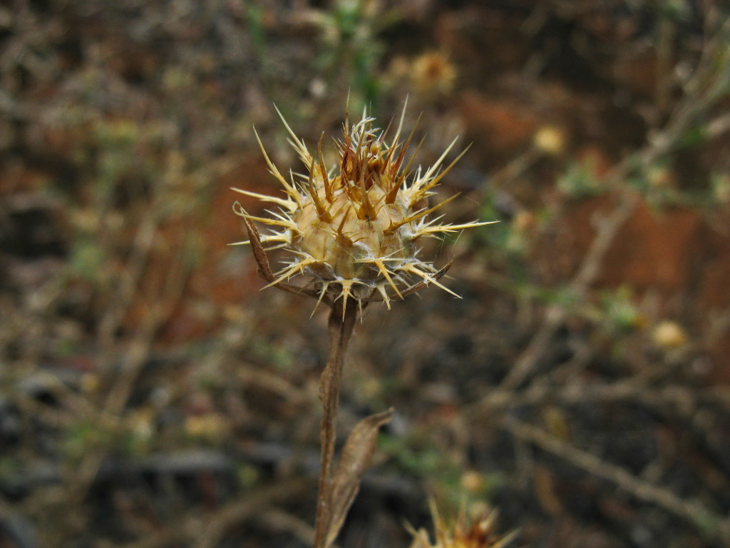 Centaurea melitensis (hero image)