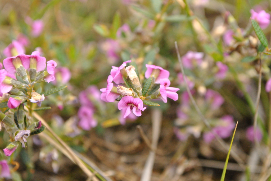 Mirbelia rubiifolia (hero image)