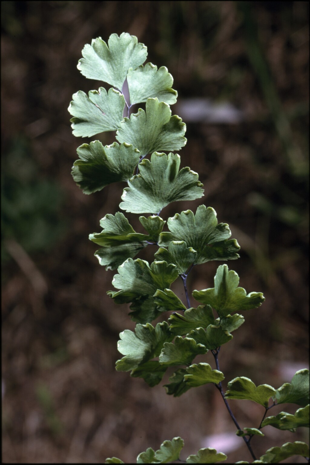 Adiantum capillus-veneris (hero image)