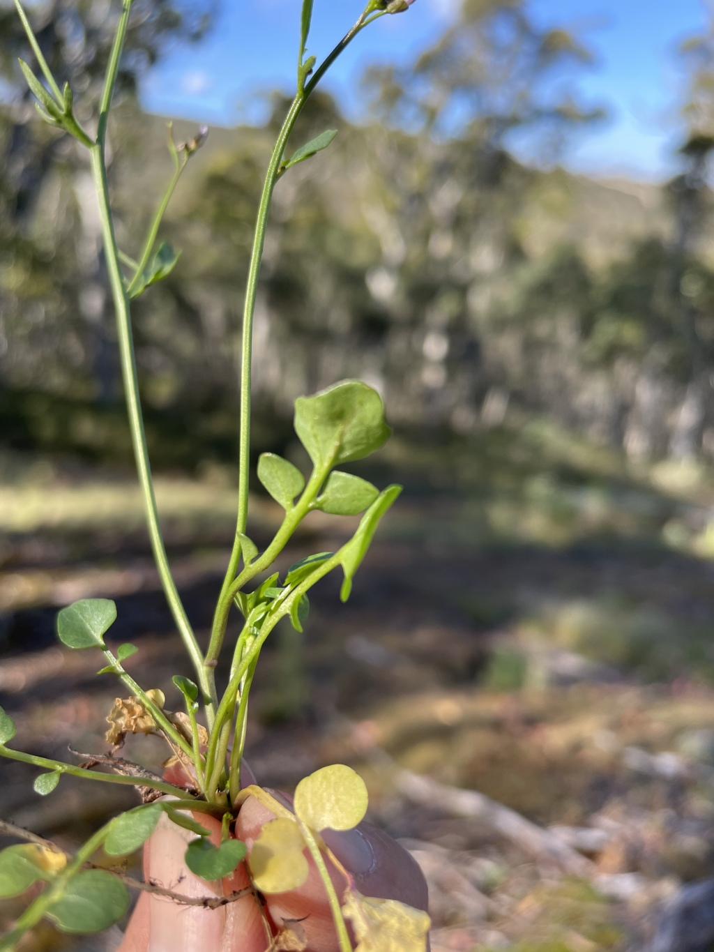 Cardamine papillata (hero image)