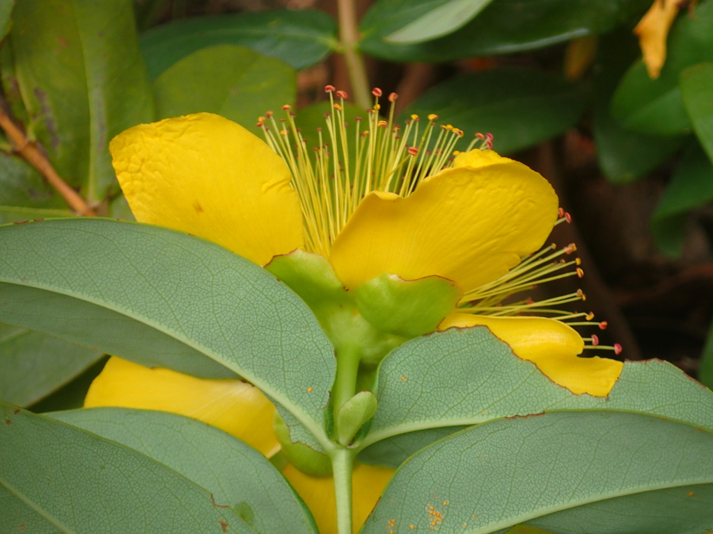 Hypericum calycinum (hero image)