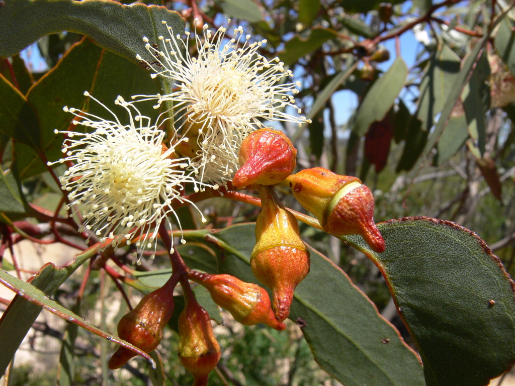 Eucalyptus costata (hero image)