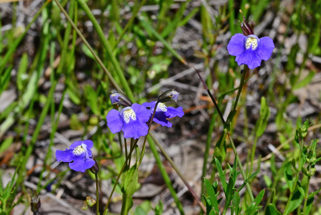 Mimulus (hero image)