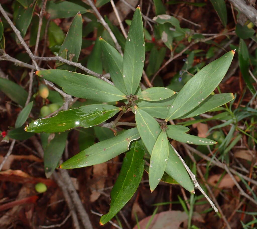 Persoonia confertiflora (hero image)