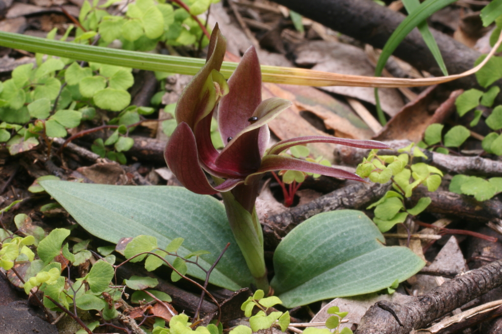 Chiloglottis valida (hero image)