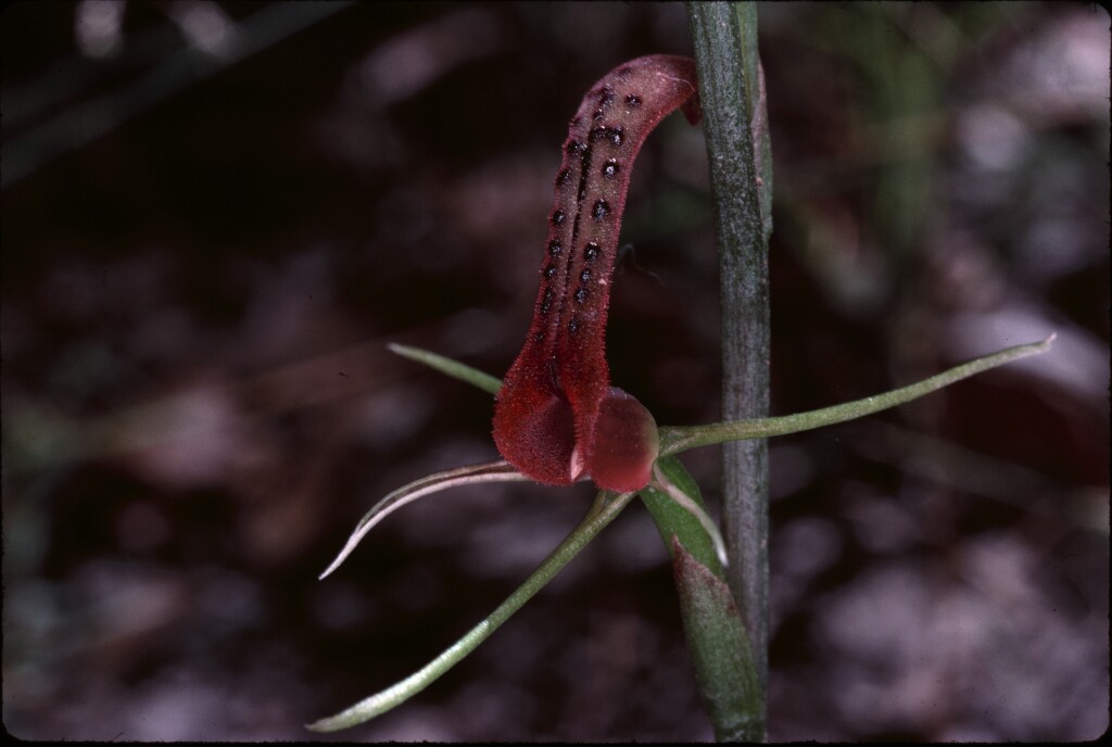 Cryptostylis leptochila (hero image)