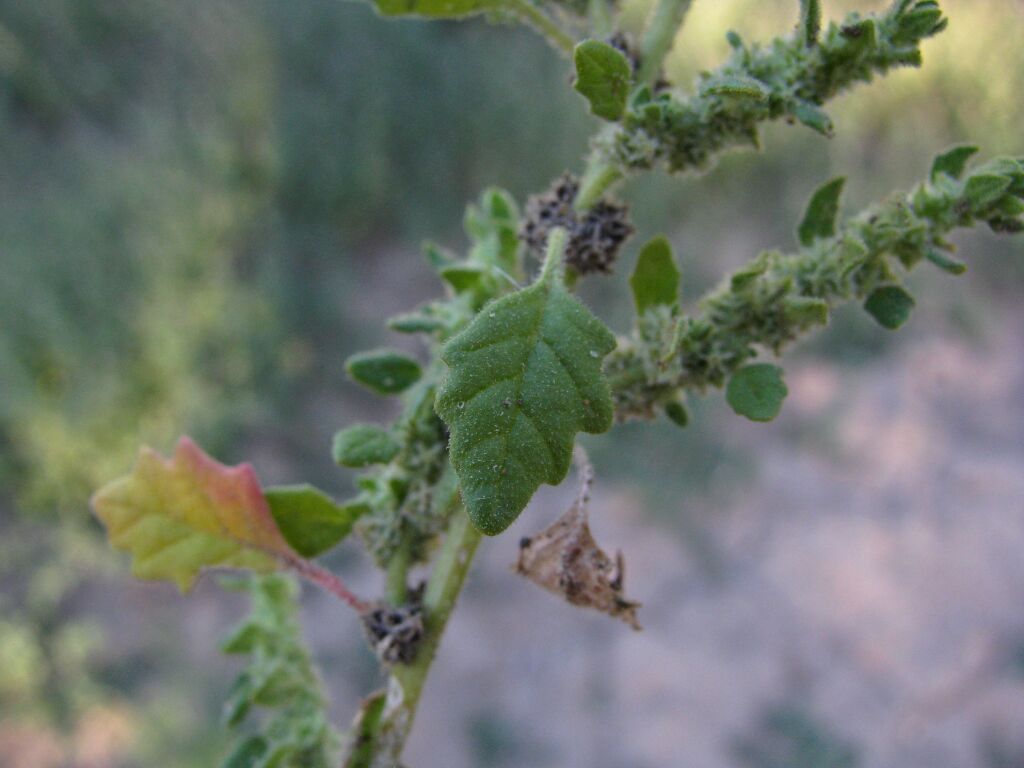 Dysphania cristata (hero image)