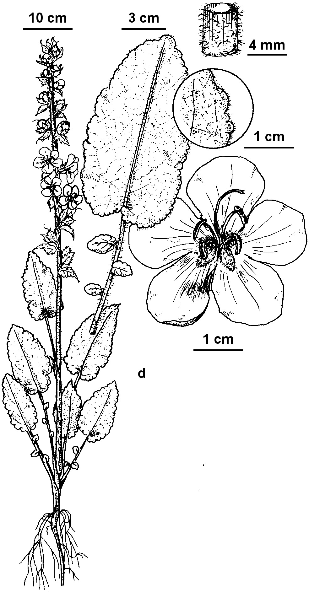 Verbascum creticum (hero image)