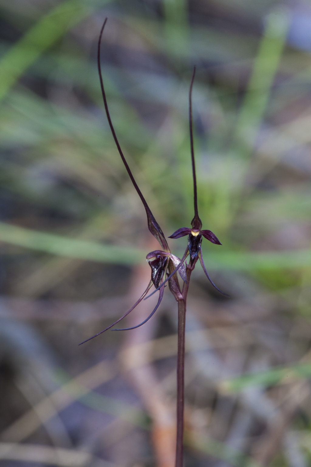 Acianthus caudatus (hero image)