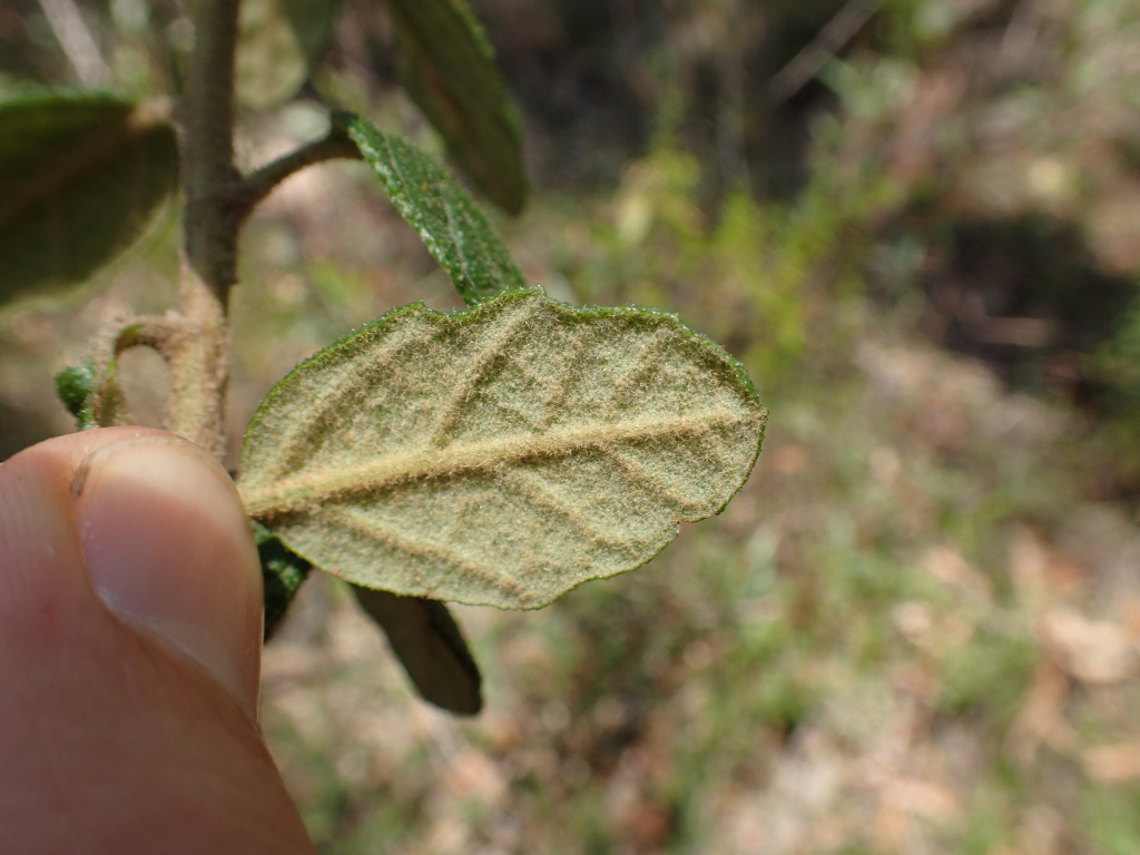 Olearia rugosa subsp. distalilobata (hero image)