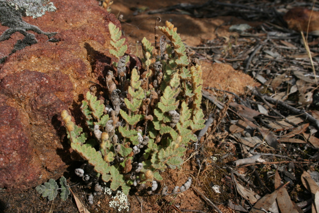 Cheilanthes lasiophylla (hero image)