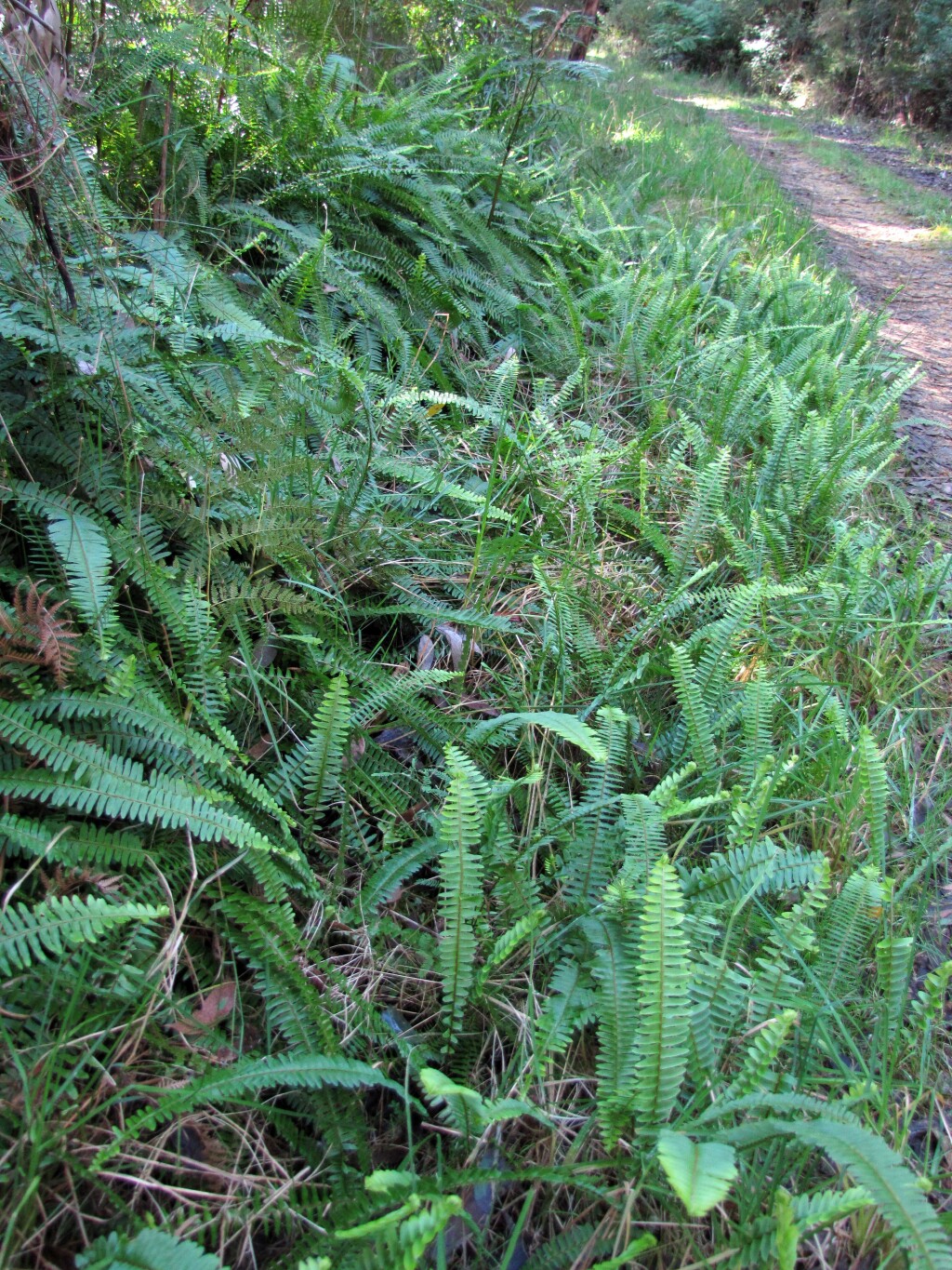 Nephrolepis cordifolia (hero image)